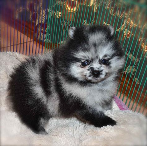 Merle pomeranian puppies - Myth - all the puppies in a litter by one merle parent are merle or carrying merle. Frankly this defies logic and genetics as well. A litter of puppies from a mating where one parent is merle, and one is not - will produce merles and non-merles. There is no in between. There are no "cryptic" merles this way. 
